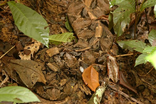 Gaboon Viper