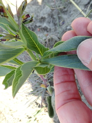 Argyrolobium robustum