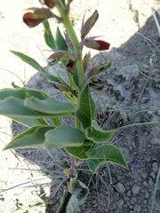 Argyrolobium robustum