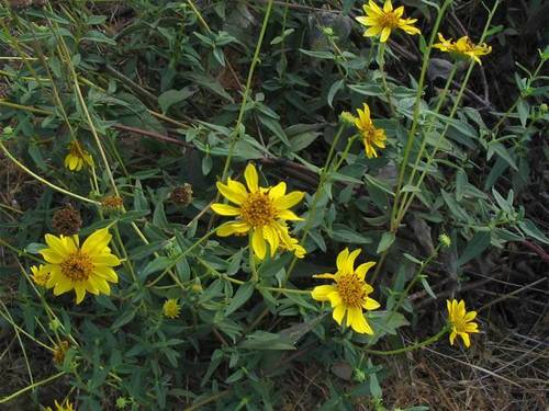 Helianthus gracilentus A.Gray