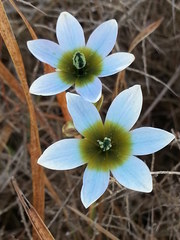Ixia monadelpha