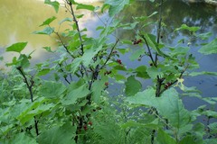 Ribes atropurpureum