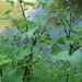Ribes petraeum atropurpureum - Photo (c) Богинский Евгений Иванович, algunos derechos reservados (CC BY-NC), subido por Богинский Евгений Иванович