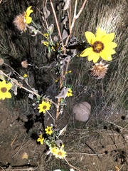 Helianthus californicus