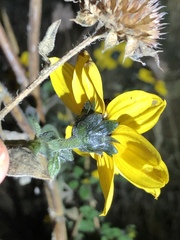 Helianthus californicus