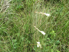 Dierama sertum