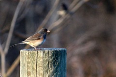 Junco hyemalis montanus