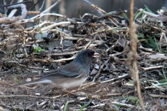 Junco hyemalis montanus