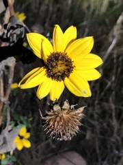 Helianthus californicus