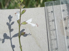 Syncolostemon