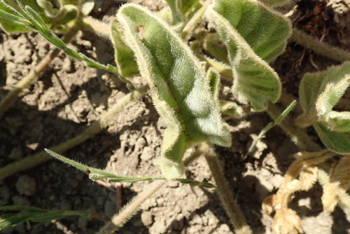 Image of Ipomoea pellita by no rights reserved
