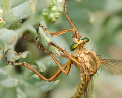 Diogmites angustipennis