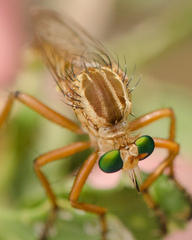 Diogmites angustipennis