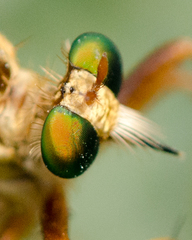 Diogmites angustipennis