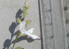 Syncolostemon
