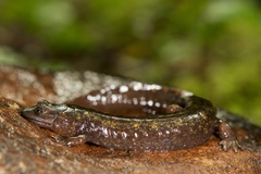 Desmognathus marmoratus