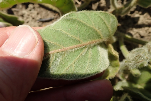 Image of Ipomoea pellita by no rights reserved