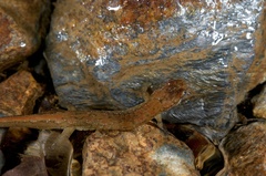 Desmognathus santeetlah