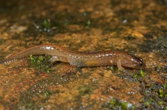 Desmognathus santeetlah