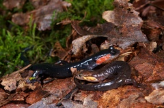 Plethodon jordani