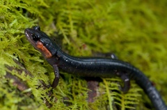 Plethodon jordani