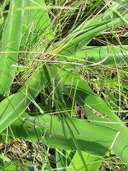 Crinum stuhlmannii delagoense