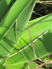 Crinum stuhlmannii delagoense