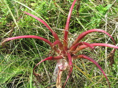 Crinum stuhlmannii delagoense