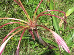 Crinum stuhlmannii delagoense
