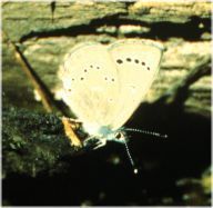 Glaucopsyche lygdamus couperi