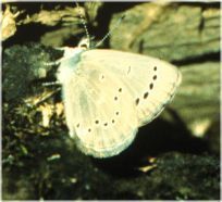 Glaucopsyche lygdamus couperi