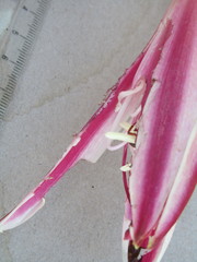 Crinum stuhlmannii delagoense