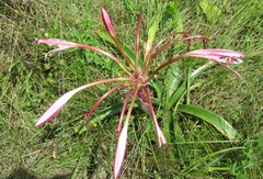 Crinum stuhlmannii delagoense