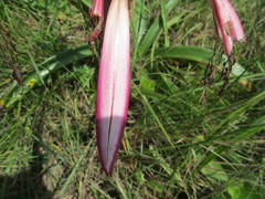 Crinum stuhlmannii delagoense