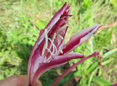 Crinum stuhlmannii delagoense