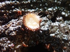Trichophaea