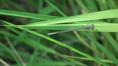 Pseudagrion salisburyense
