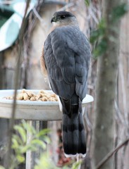 Accipiter cooperii