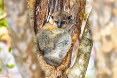 Lepilemur leucopus