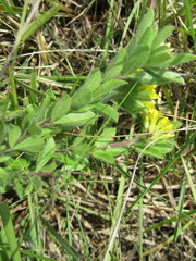 Leobordea corymbosa