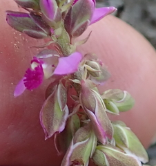 Polygala hispida