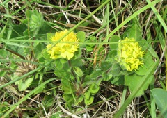 Leobordea corymbosa