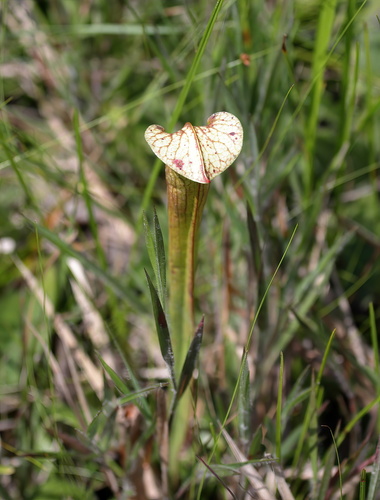Sarracenia × areolata, photograph 3