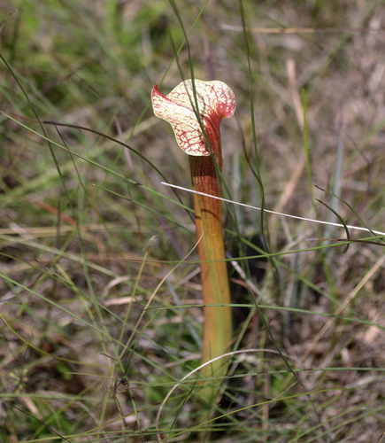 Sarracenia × areolata, photograph 4