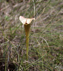 Sarracenia × areolata, photograph (c) Kim, some rights reserved (CC BY)