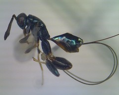 Podagrion