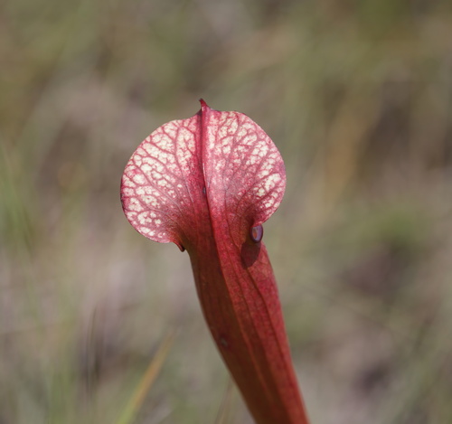 MacFarlane's Pitcher Plant (Sarracenia ×)