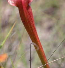Sarracenia × areolata, photograph (c) Kim, some rights reserved (CC BY)