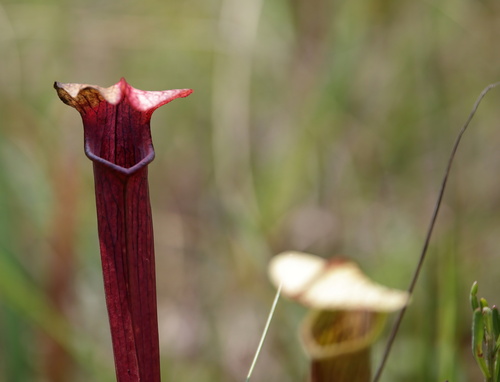 Sarracenia × areolata, photograph 2
