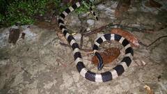 Bungarus fasciatus